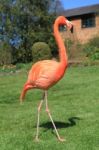 American, Caribbean And Greater Flamingo Stock Photo