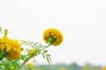 Marigold Flowers On Sky Stock Photo