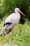 Standing Stork In Nature Stock Photo