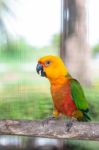 Colorful Jandaya Conure Stock Photo