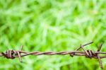 Barbed Wire Against Green Background Stock Photo