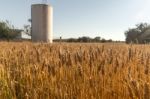 Dry Wheat Field Stock Photo