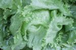 Closeup Of Green Iceberg Lettuce Stock Photo