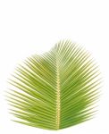 Coconut Leaf Isolated On White Background Stock Photo