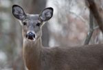 Photo Of The Unsure Cute Deer Stock Photo