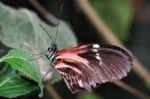 Postman Butterfly (heliconius Melpomene Stock Photo