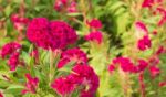 Pink Cockscomb Flower Stock Photo