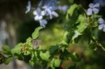 Lang’s Short-tailed Blue (leptotes Pirithous) Stock Photo