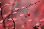 Barberry Berries Stock Photo