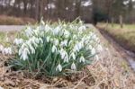 Group Snowdrops Near Ditch In Rural Landscape Stock Photo