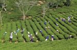 Dalat, Vietnam, July 30, 2016: A Group Of Farmers Picking Tea On A Summer Afternoon In Cau Dat Tea Plantation, Da Lat, Vietnam Stock Photo