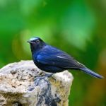 Male White-tailed Robin Stock Photo