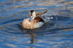 Ringed Teal (callonetta Leucophrys) Stock Photo