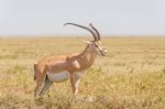 Impala Antelope In Africa Stock Photo