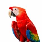 Scarlet Macaw Stock Photo