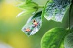 Red Cotton Bug Stock Photo