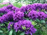 Rhododendron-flowers In The Park Stock Photo