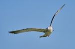 Common Gull In Flight Stock Photo