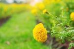 Marigold In The Garden Stock Photo