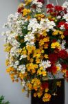 Brightly Coloured Flowers Hanging From A Wall In Castiglione Del Stock Photo