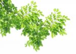 Green Leaves Background Stock Photo