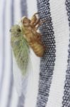 Cicada Stock Photo