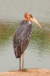 Painted Stork Bird Stock Photo