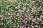 Gypsophila Flower Stock Photo