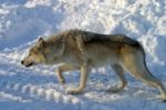 A White Wolf In The Snow Stock Photo