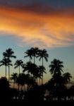 Morning On Tropical Beach With Palms Stock Photo