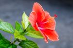 Hibiscus Stock Photo