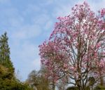 Pink Magnolia Flowering Stock Photo