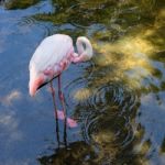 Fuengirola, Andalucia/spain - July 4 : Greater Flamingos (phoeni Stock Photo