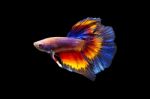 Fighting Fish On Black Background Stock Photo