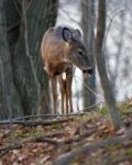 Image With The Deer Showing His Tongue Stock Photo