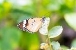 Orange Black Pattern Butterfly On Branch Stock Photo