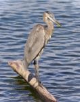 Postcard With A Great Blue Heron Standing On A Log Stock Photo