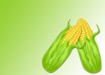 Corn Stock Photo