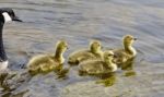 Beautiful Isolated Photo Of A Young Family Of Canada Geese Swimming Stock Photo