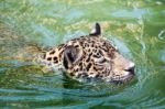 Orange Jaguar Swimming Stock Photo