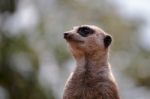 Meerkat Or Suricate (suricata Suricatta) Stock Photo