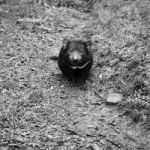 Tasmanian Devil Found During The Day In Tasmania Stock Photo