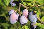 Branch Of Plums Stock Photo