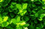 Green Leaves In Spring,background Stock Photo