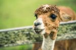 Alpacas In A Field Stock Photo