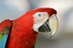 Scarlet Macaw Stock Photo