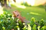 Bearded Dragon Stock Photo