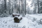 Wooden Bench In The Winter Park Stock Photo
