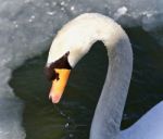 Photo Of A Mute Swan Drinking Water From Icy Lake Stock Photo