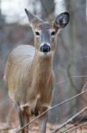 Closeup Of A Cute Wild Deer Stock Photo